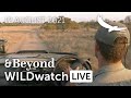 WILDwatch Live | 12 August, 2021 | Afternoon Safari | South Africa