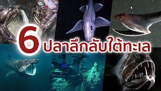 6 ปลาลึกลับใต้ทะเล ที่คุณอาจไม่เคยรู้จักมาก่อน