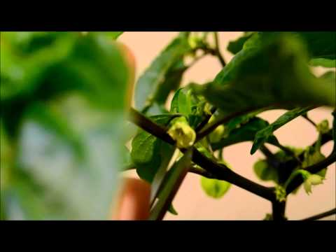 Video: Impollinazione manuale dei peperoni - Come impollinare manualmente una pianta di peperoni