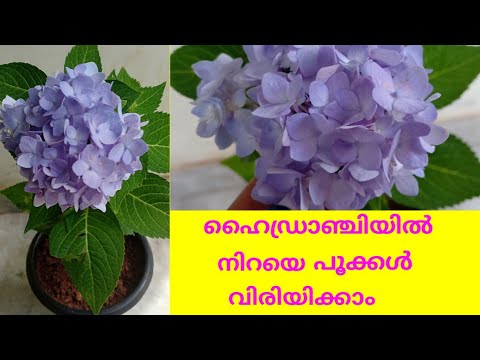 Hydrangea plant care in Malayalam (ഹൈഡ്രാഞ്ചിയ )