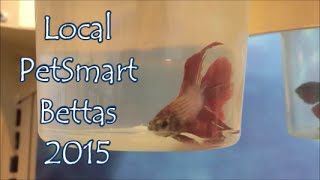 Local Petsmart Bettas 2015 (Vlog)