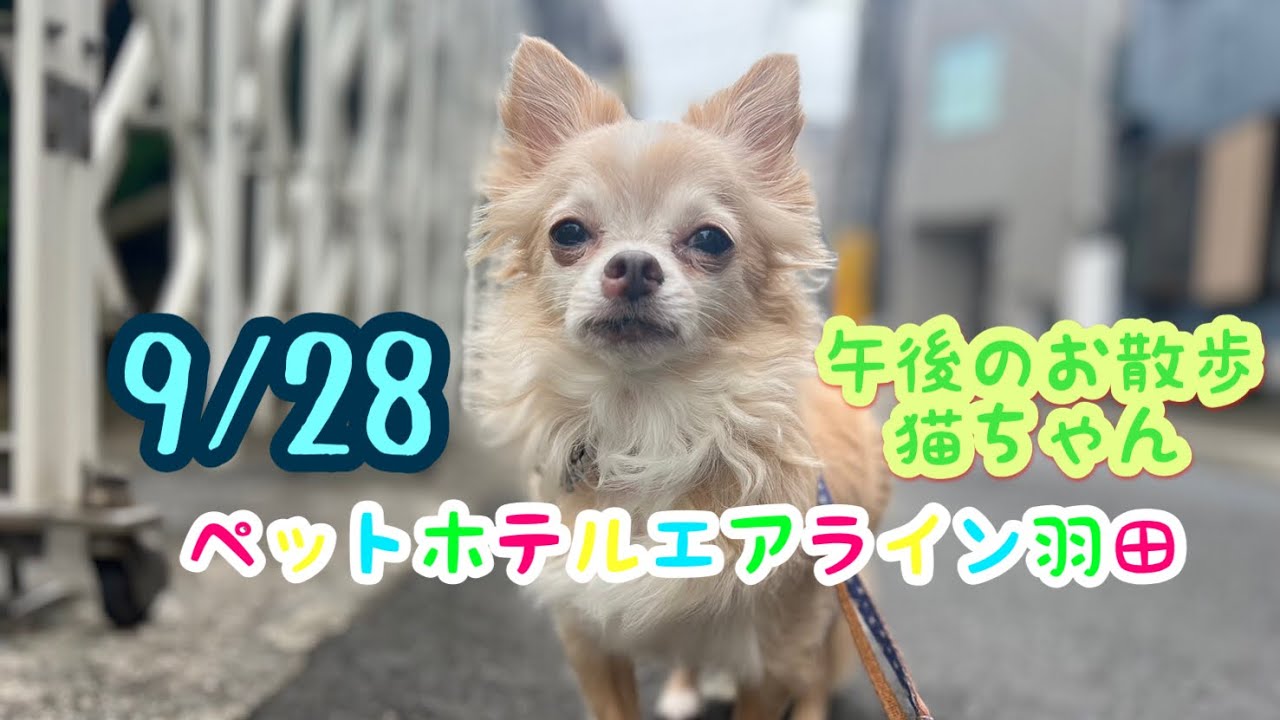 ワンちゃん、猫ちゃんの思い出ランプ （ワンちゃんネコちゃんが主役 