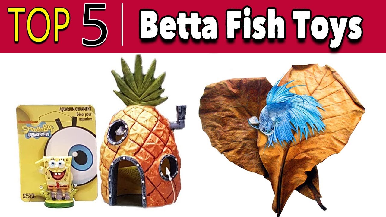 Best Betta Fish Toys YouTube