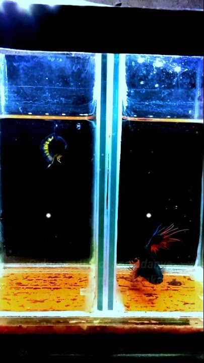 Story Wa Kata-Kata ||Versi|| Ikan Cupang.