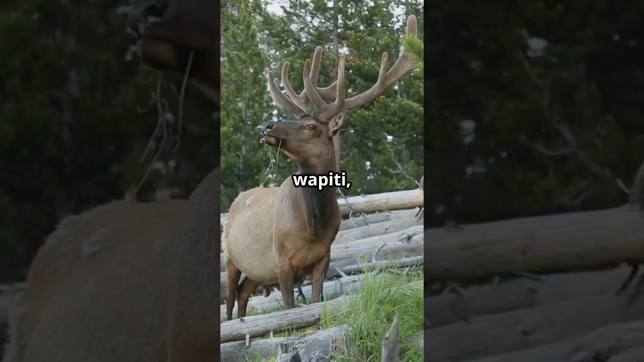 Incredible Elk Facts You Didn't Know! 🫎