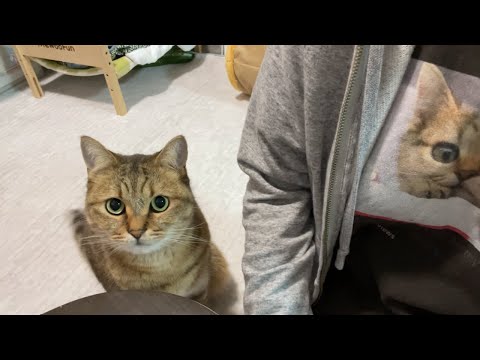 仕事中にちょんちょん腕をタッチしてくる猫が可愛すぎて完全敗北した…