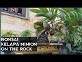 Coconut Bonsai on The rock ||bonsai kelapa on the rock