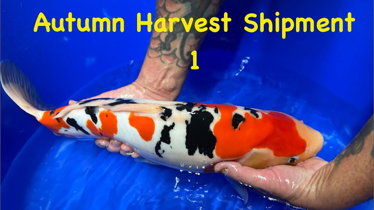 Осенний урожай 2025 г. // Доставка кои из Японии в Великобританию // Отправка 1