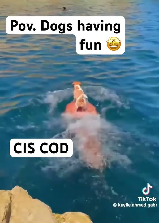 lol dogs having fun #funny #views #comdey #dog #dogs #fun