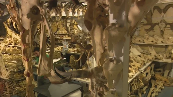 The Bone Palace Is A San Francisco Home Containing Over 7,000 Skulls