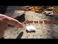 ¿Qué es la Yesca? ¿Para qué sirve? Tipos de Yesca.