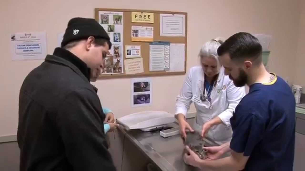 East Bay SPCA Spay/Neuter Surgery Centers in Oakland and Dublin YouTube