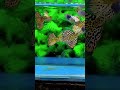 Yellow Cobra Guppies #fancyguppy #guppies #guppyfish