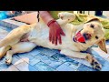 Dog Belly Rub Therapy 🥰