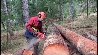 Timber falling legend - testing ported chainsaw and firewood splitting axe