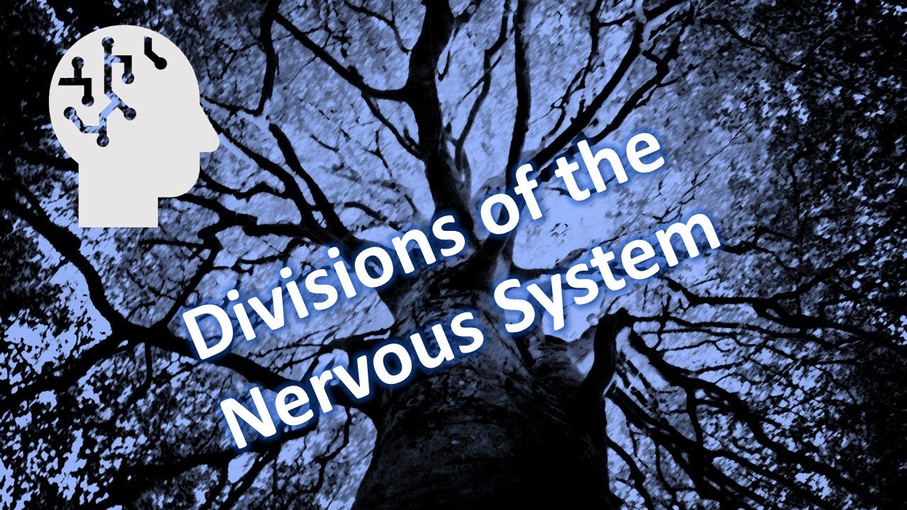 Divisions of the Nervous System - YouTube