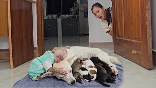 Baby Monkey Su wants to sleep with mother dog and puppies