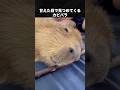 甘え上手なカピバラさん #カピバラ #動物