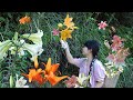 【二米炊烟】Lily, flower food on cliffs. 聞着花香味，在懸崖邊找了美味的食材