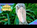 Shoebill Stork Quiz