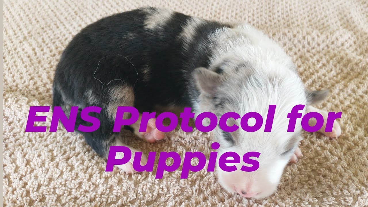 How to use ENS Protocol for Puppies - YouTube