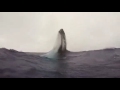 This is the extraordinary moment a group of divers got up close and personal with a humpback whale