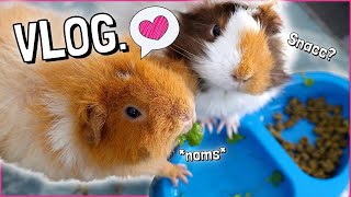 Guinea Pig Snacks, Free Roaming and Cuddles | Updates & Vlog 💚