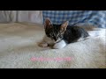 【Don't cry baby】斉藤和義/唄/のてつ