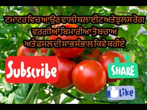 ਟਮਾਟਰ ਵਿਚ ਆਉਣ ਵਾਲੀ ਬਲਾਈਟ ਅਤੇ ਝੁਲਸ ਰੋਗ ਵਰਗੀਆਂ ਬਿਮਾਰੀਆ ਤੋ ਬਚਾਅ ਅਤੇ ਫਸਲ ਦੀ ਸਾਭ ਸੰਭਾਲ ਕਿਵੇ ਕਰੀਏ