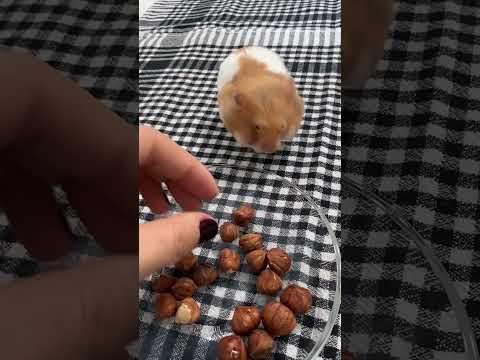 Video: Bir Hamster Ne Kadar Yenir?