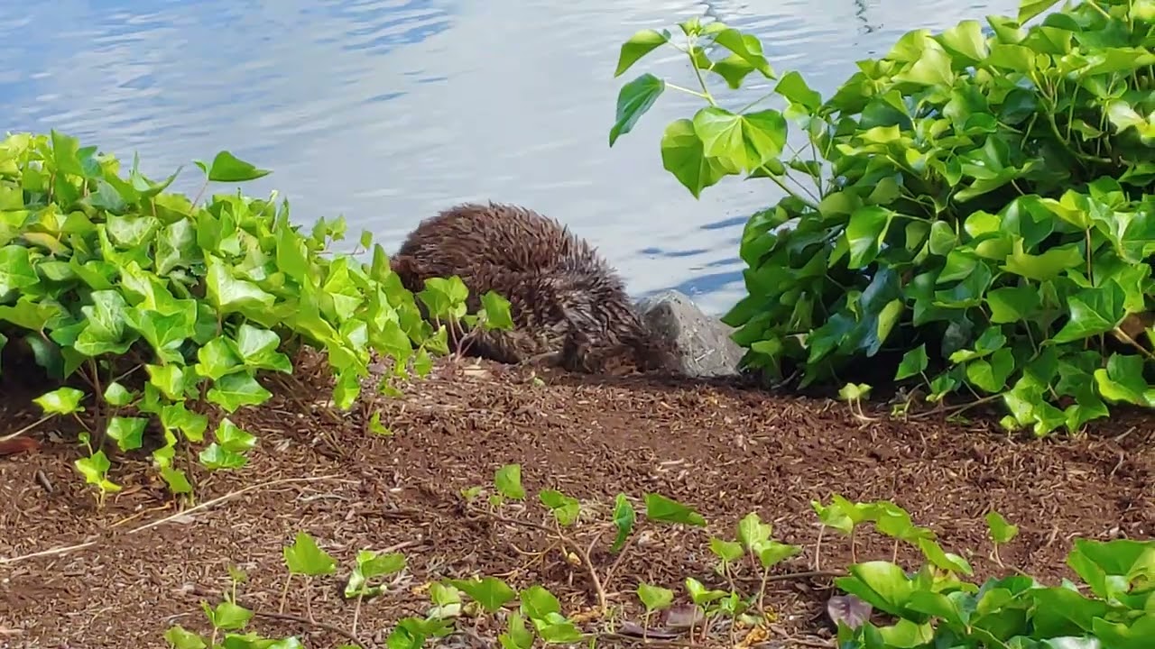 A great companion on our walk today.