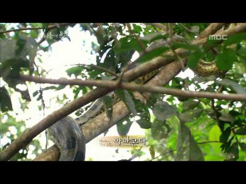 Tears of the Amazon, EP02, #01, 아마존의 눈물, 2회 20100108