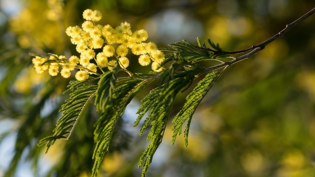 Acacia dealbata - Mimosa d'hiver : Plante méditeranéenne