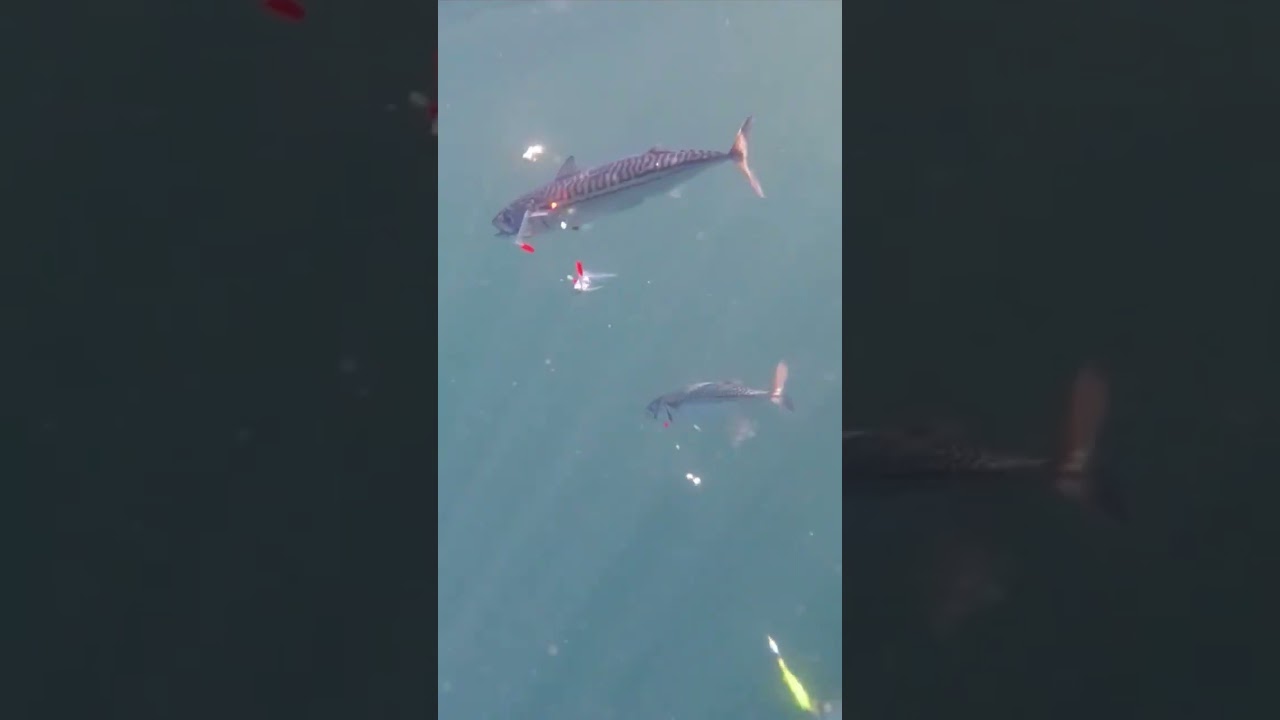 Pesca de Caballas enbarcado