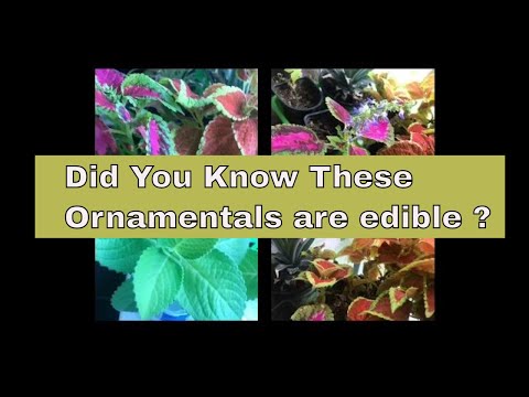 Ornamental Edible | Coleus Plants| Mayana | Amazing Health Benefits