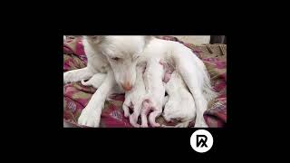 🐶✨ Unleash Happiness: Relaxing Dog Compilation #8 🐾 by Ridge Runner Productions 1 view 5 months ago 5 minutes, 26 seconds