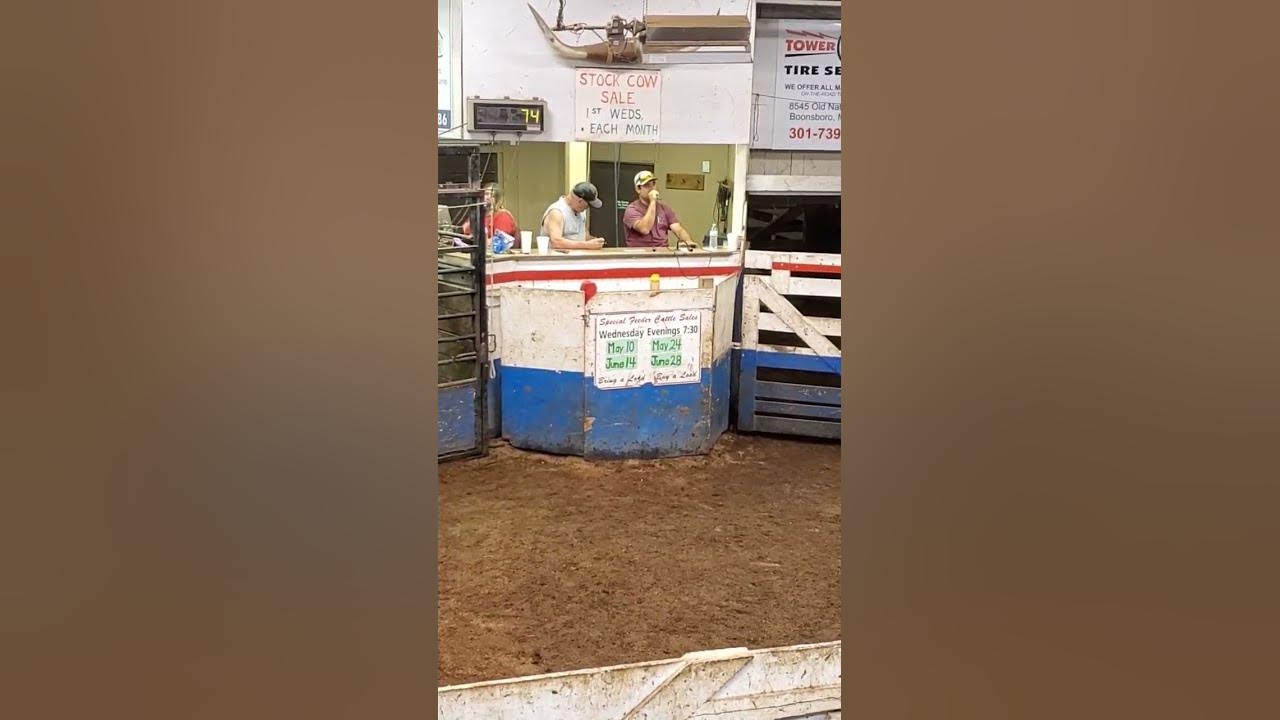 What did he say? #auctions #livestock #livestockauction #goats #