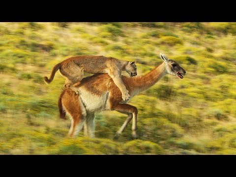 Сумасшедшая Атака Пумы На Гуанако! ПУМА В ДЕЛЕ