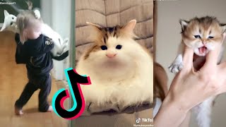 Cats being..CATS😼~Tiktok Compilation! Part 8 | Best Funny Cat TikTok Videos 2020 by Catsbook