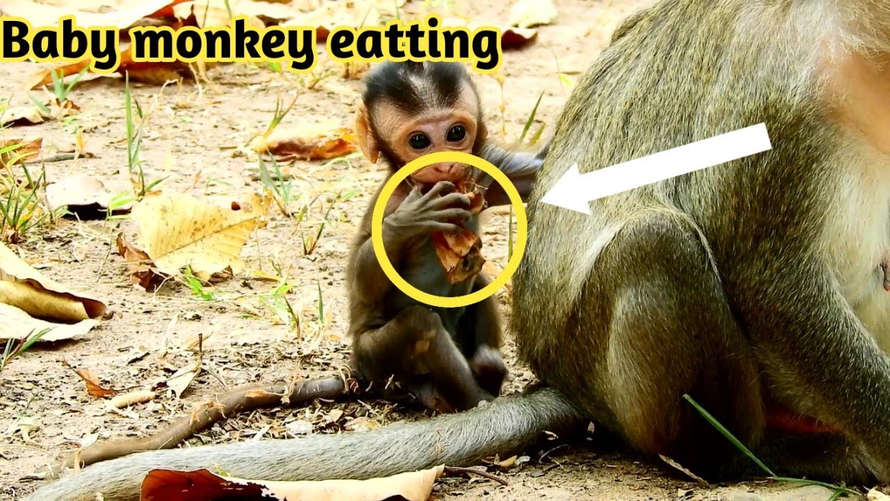cute monkey pics Baby monkey try eat some thing, however baby monkey feed too, Monkey Make funny his self,monkey 168,