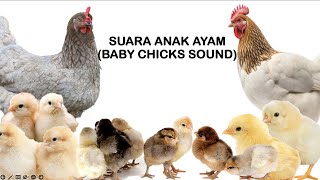 Suara Anak Ayam (Master Burung atau Penarik Garangan)
