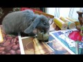 Кролик вислоухий пьёт молоко с кружки