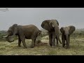 A Big Commotion as the Elephants Chase After an Impala Herd