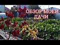 ОБЗОР МОЕЙ ДАЧИ НА НАЧАЛО АВГУСТА