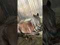 risennn| #horse #equestrian #sunnysideup
