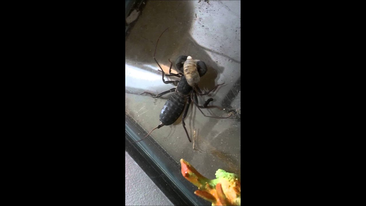 Vinegaroon eating, pet Vinegaroon at dinner time YouTube