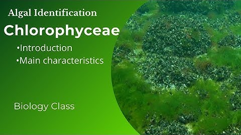 Algal Identification | Chlorophyceae | Lab & research guide