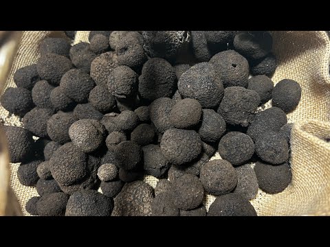 八ヶ岳産 天然 トリュフ (イボセイヨウショウロ) 100ｇ 八ヶ岳産 天然 トリュフ (イボセイヨウショウロ) 100g 食品