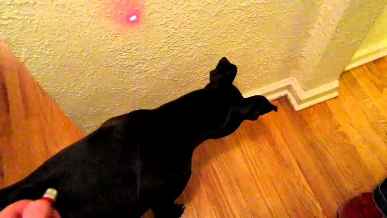 Gidget dog chasing laser pointer 3 YouTube