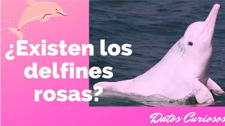 ¿Sabias que existen los delfines rosas? 🧐🤔 , Datos Curiosos [MagicTastico]